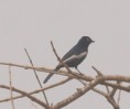 /album/photogallery/white-sided-black-tit-jpg/